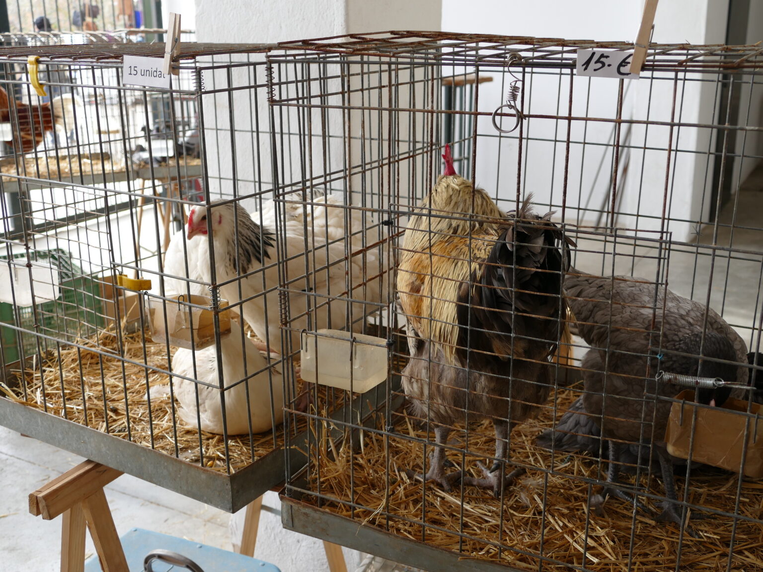 Tips for Buying and Selling at a Poultry Swap Meet Backyard Poultry